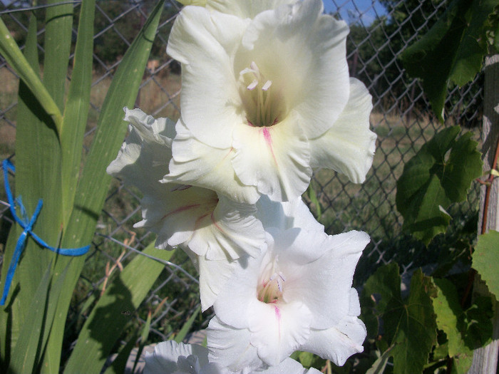 100_3344 - gladiole 2012