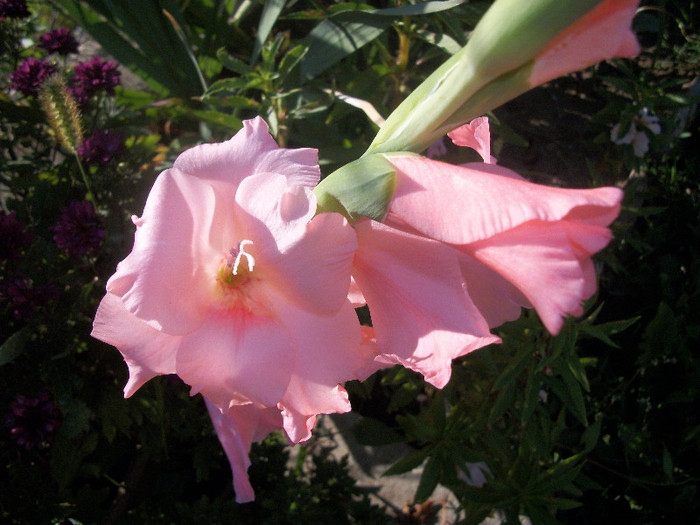100_3366 - gladiole 2012
