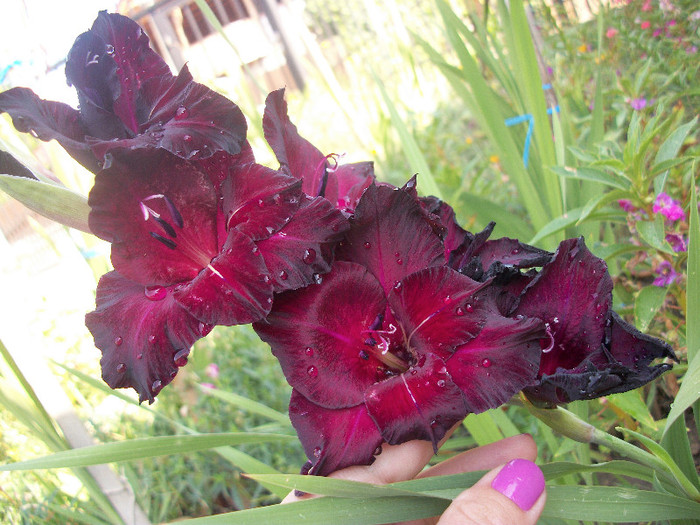 100_3333 - gladiole 2012