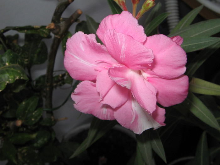 roz dublu