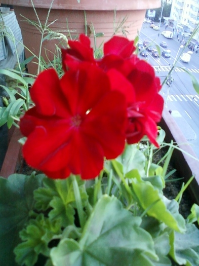 24 august 2012-flori 001