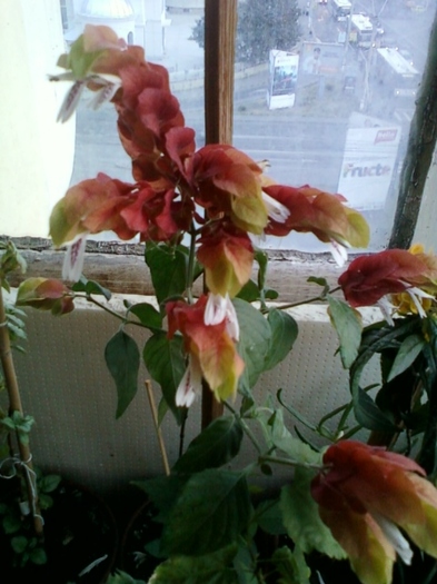 24 august 2012-flori 004