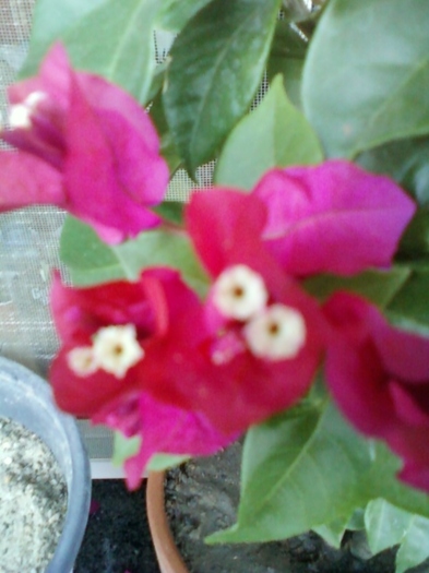 24 august 2012-flori 015