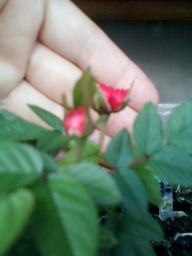 24 august 2012-flori 016 - mini rosa