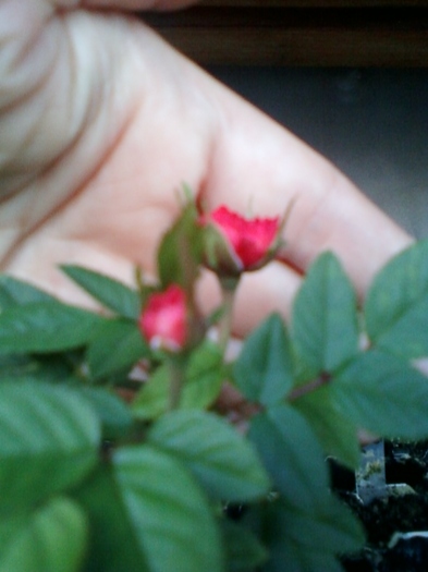 24 august 2012-flori 021 - mini rosa