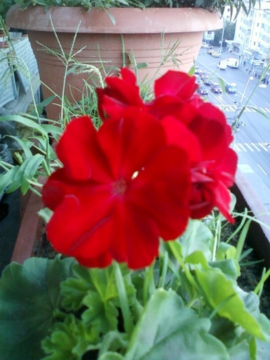 muscata cu flori mari... - muscate