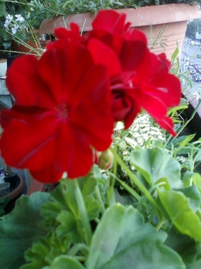 24 august 2012-flori 003 - muscate