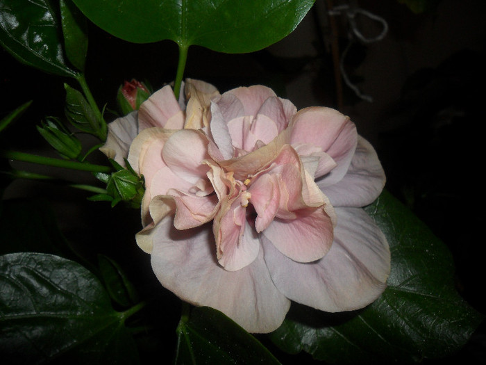 Hibiscus Snoock