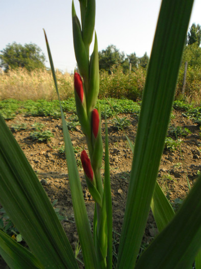 SAM_0714 - Gladiole 2012