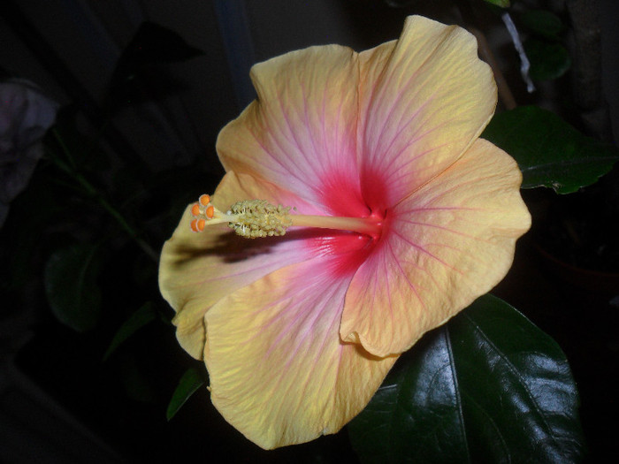 hibiscus Yelow Holiday?
