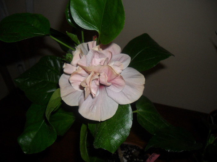 Hibiscus Snoock