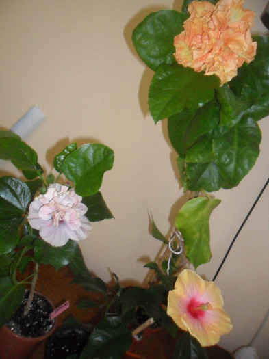 Hibiscus grup