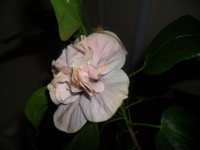 Hibiscus Snoock