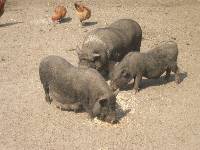 P8240573 - porci vietnamezi-schimb vier