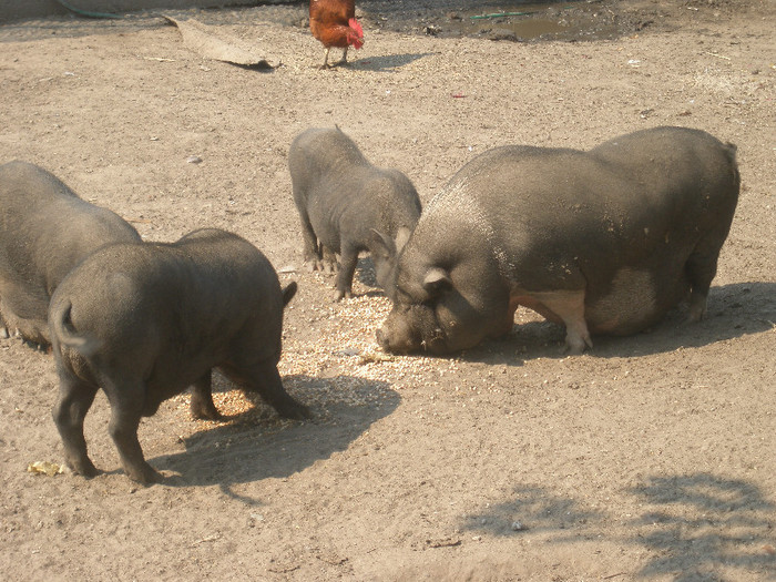 P8240576 - porci vietnamezi-schimb vier