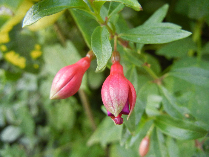 Fuchsia magellanica Gracilis (`12, Jul.24) - Fuchsia magellanica Gracilis