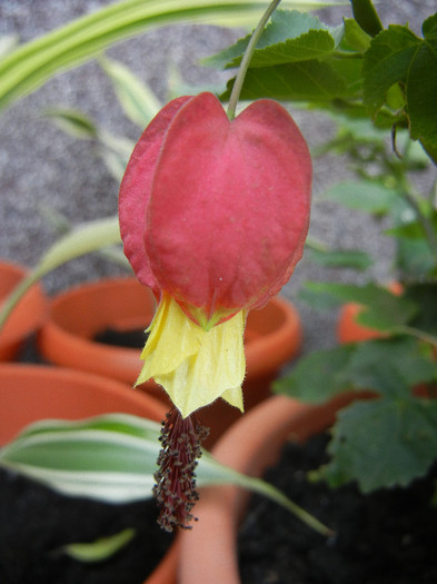 Abutilon megapotamicum (2012, Aug.24)