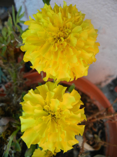 Tagetes_African Marigold (2012, Aug.24)