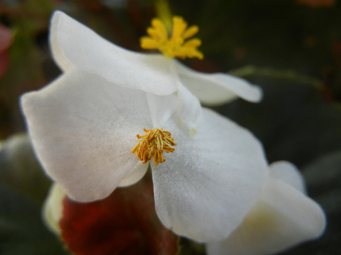Begonia semperflorens (2012, August 23) - Begonia semperflorens
