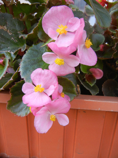 Begonia semperflorens (2012, August 24) - Begonia semperflorens