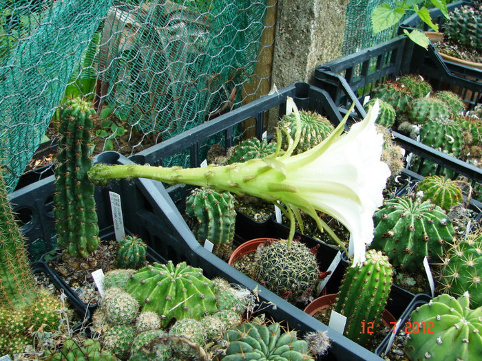 DSC00227