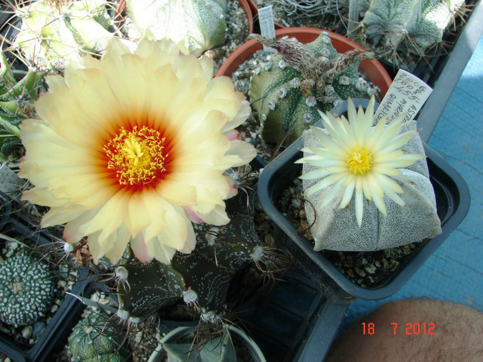 DSC00238