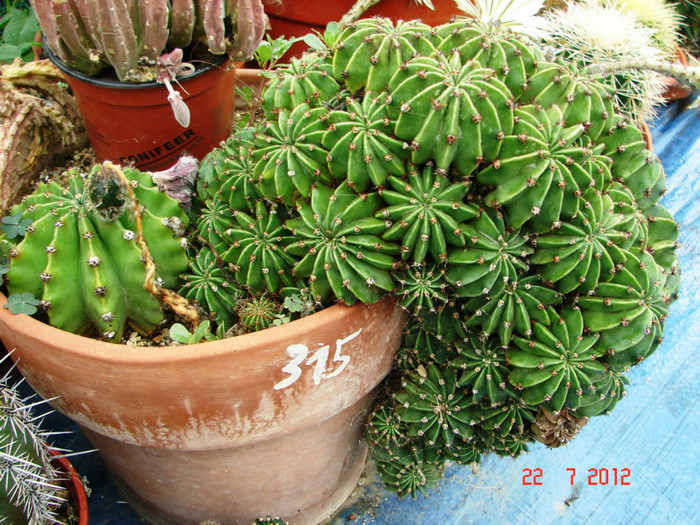DSC00244