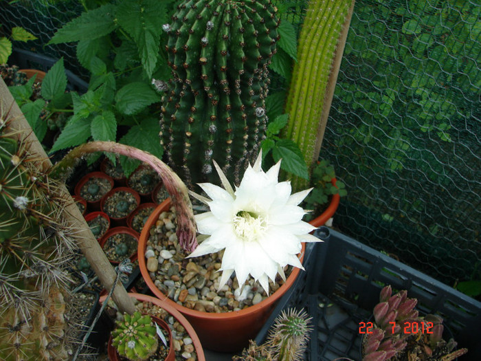DSC00246