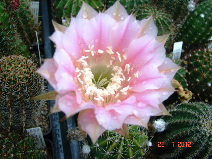 DSC00251