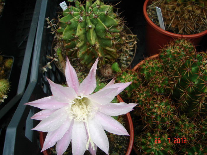 DSC00290