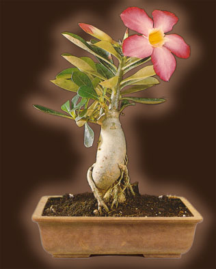 o fi dificil de obtinut asa un bonsai? - Adenium