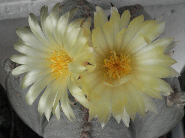 Astrophytum