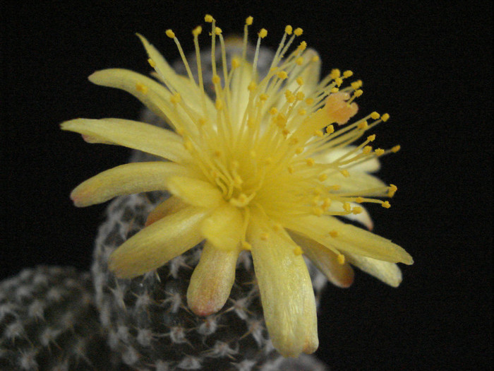 Copiapoa laui