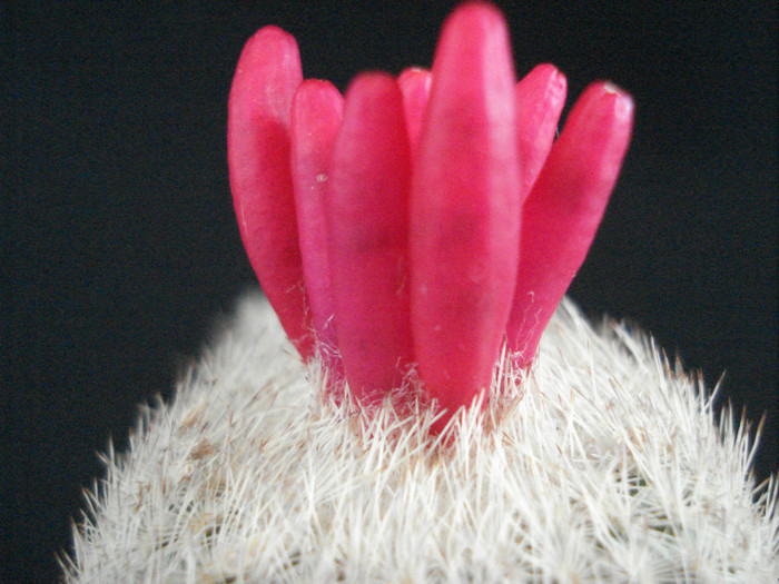 Epithelantha micromeris