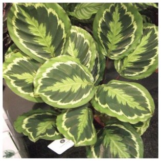 calathea-medallion-300x300