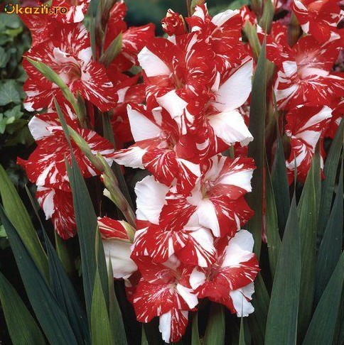 62287790065930746316023-6105514-700_700