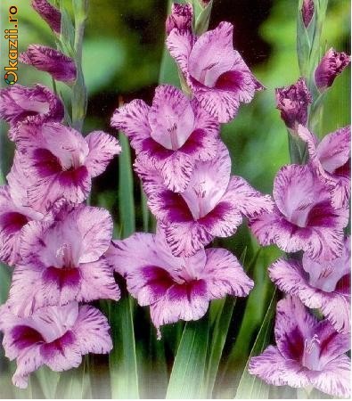 623185914425501155494775-6105514-700_700