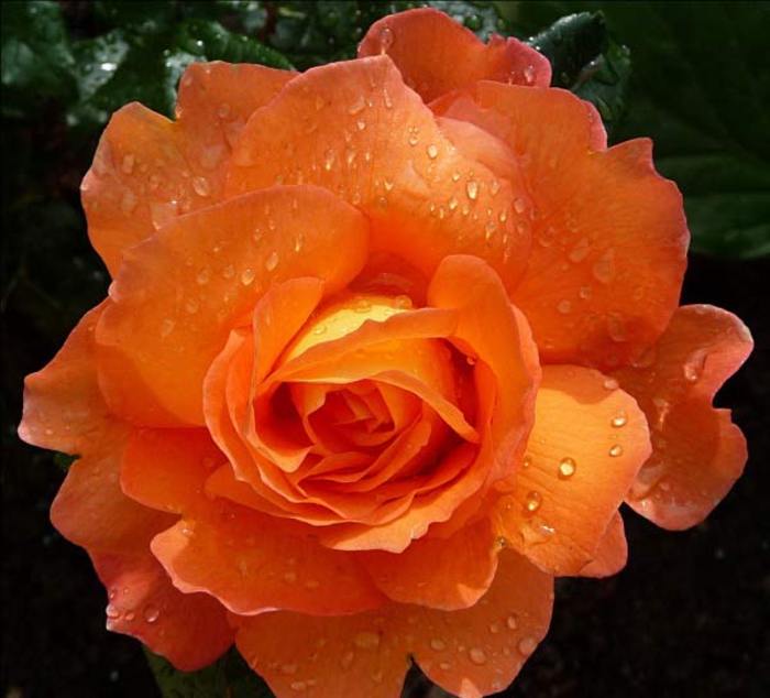 imagini-poze-trandafiri-gradini-cu-flori-17