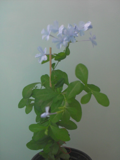 24.08.2012 - PLUMBAGO