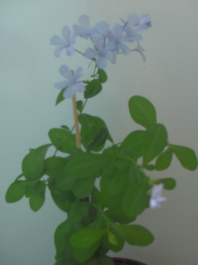 Multumesc, Tamara! - PLUMBAGO