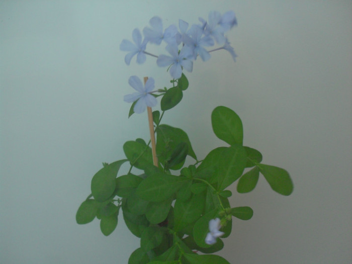 SDC18946 - PLUMBAGO