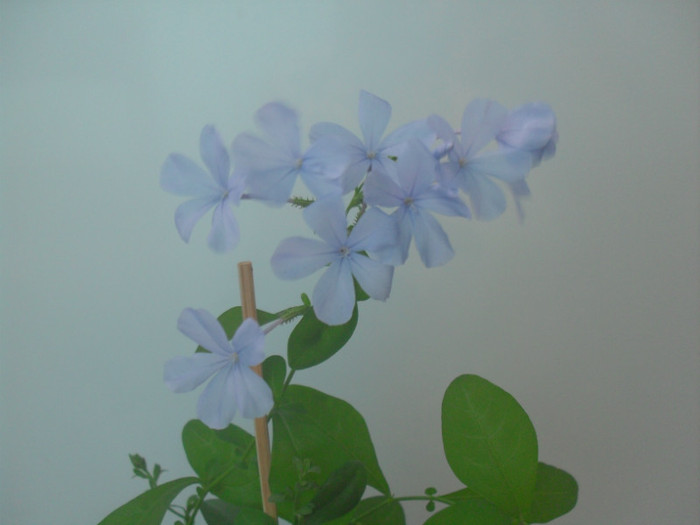 SDC18947 - PLUMBAGO