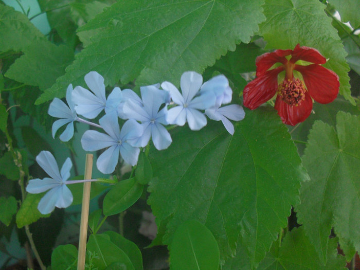 SDC18948 - PLUMBAGO