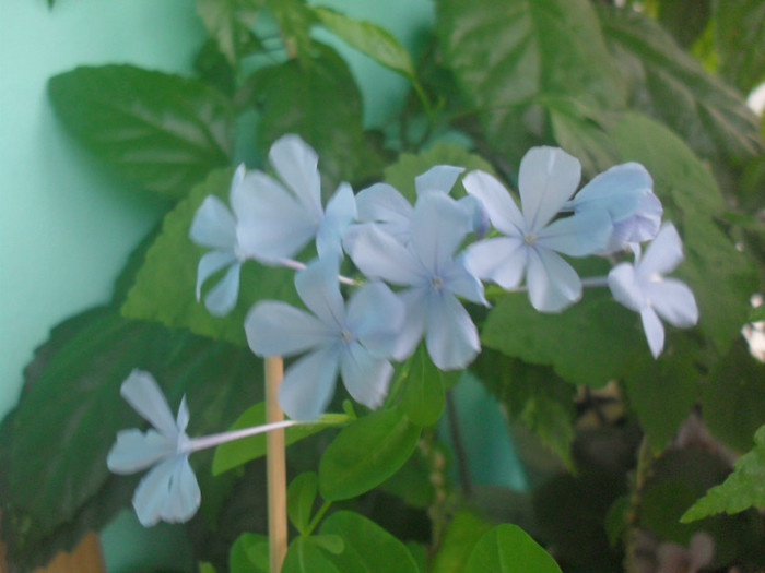 SDC18949 - PLUMBAGO