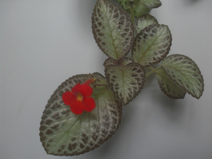 SDC18952 - EPISCIA