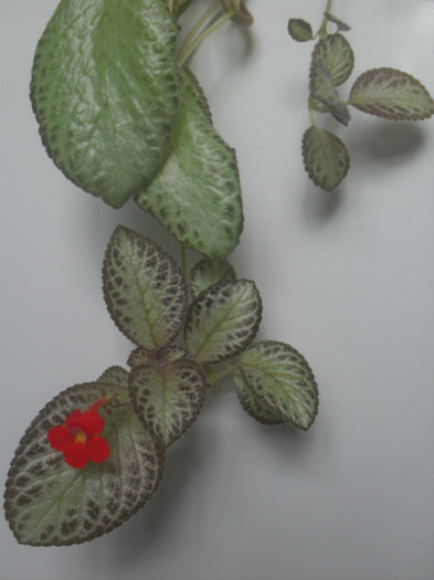 SDC18955 - EPISCIA