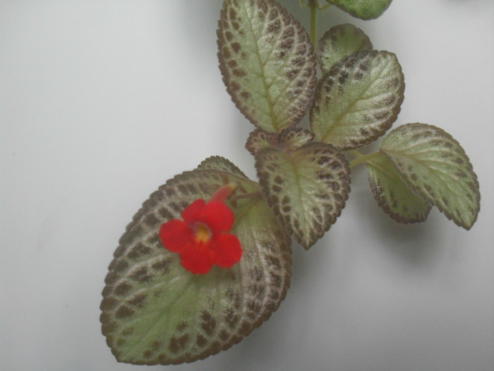 SDC18956 - EPISCIA