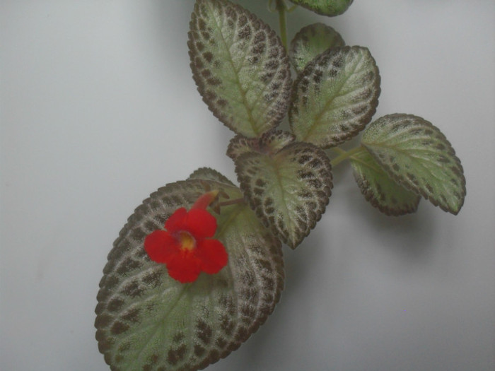 SDC18961 - EPISCIA