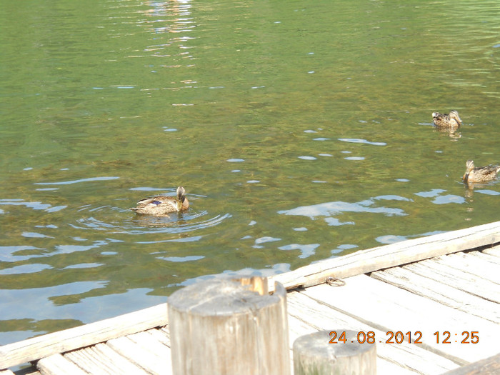 24.08.2012 089 - PEISAJE LACUL ROSU-CHEILE BICAZULUI