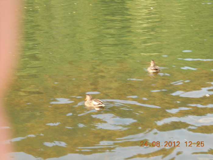 24.08.2012 091 - PEISAJE LACUL ROSU-CHEILE BICAZULUI
